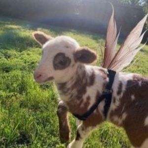 Meet your Posher, Faith